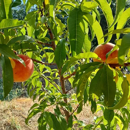 Bellavista De Gredos * Madrigal de la Vera