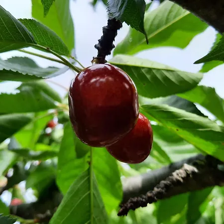 Bellavista De Gredos