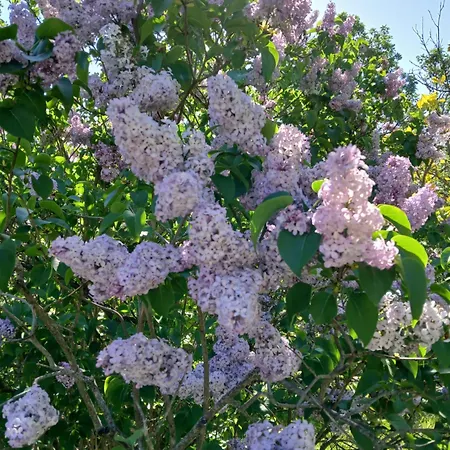 Bellavista De Gredos *