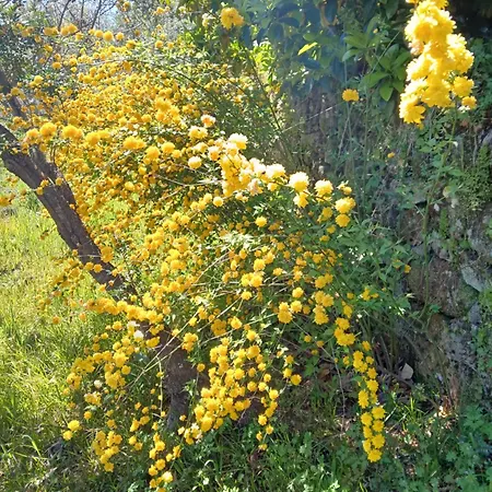 Bellavista De Gredos *