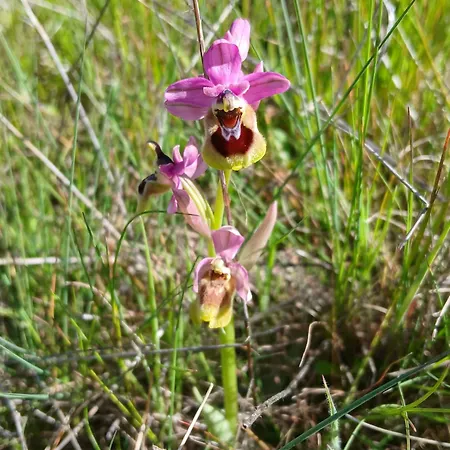 Holiday home Bellavista De Gredos