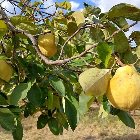 Holiday home Bellavista De Gredos Madrigal de la Vera