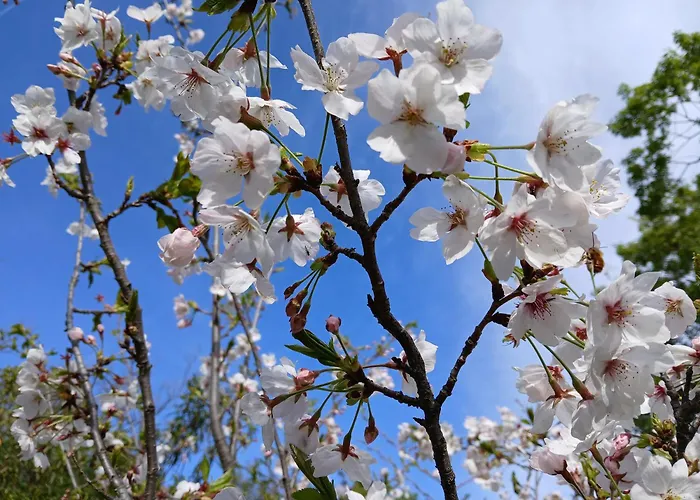 Bellavista De Gredos *