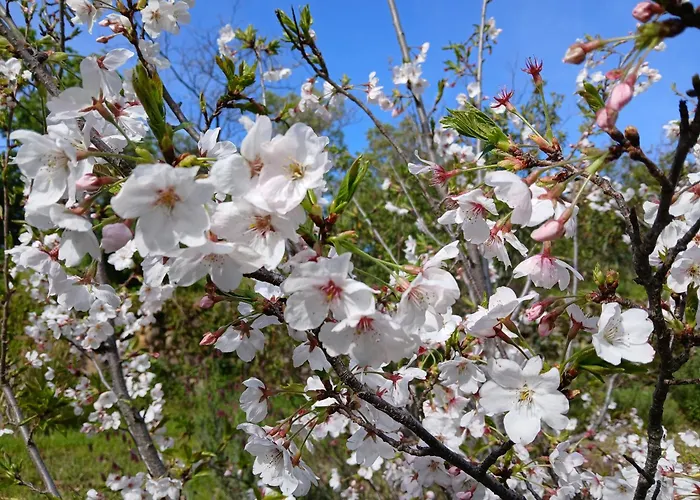 Дом отдыха Bellavista De Gredos *