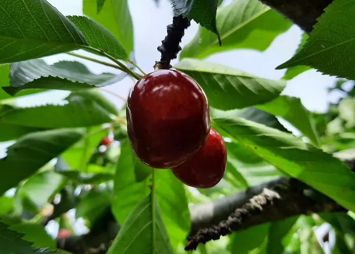 Bellavista De Gredos