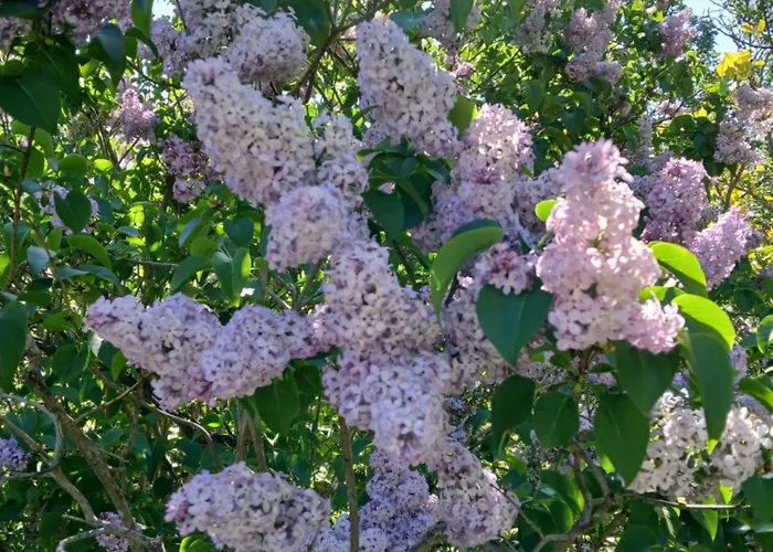 Bellavista De Gredos *