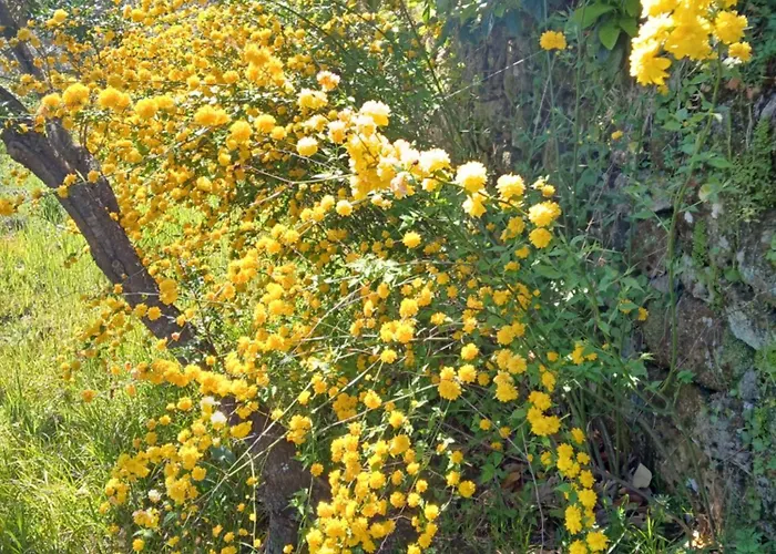 Bellavista De Gredos *