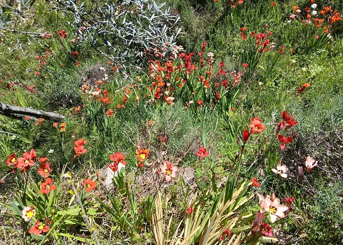 Дом отдыха Bellavista De Gredos *