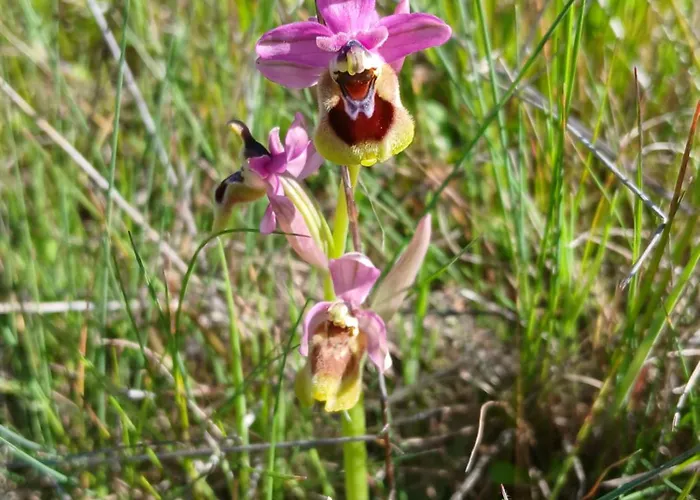 Дом отдыха Bellavista De Gredos