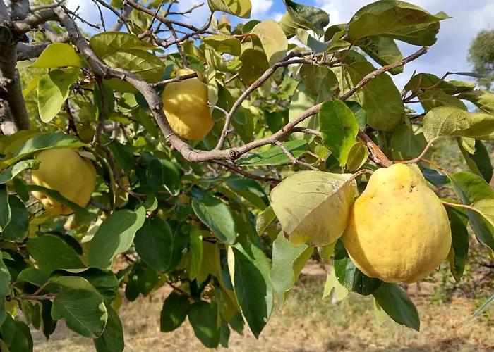 Holiday home Bellavista De Gredos Madrigal de la Vera
