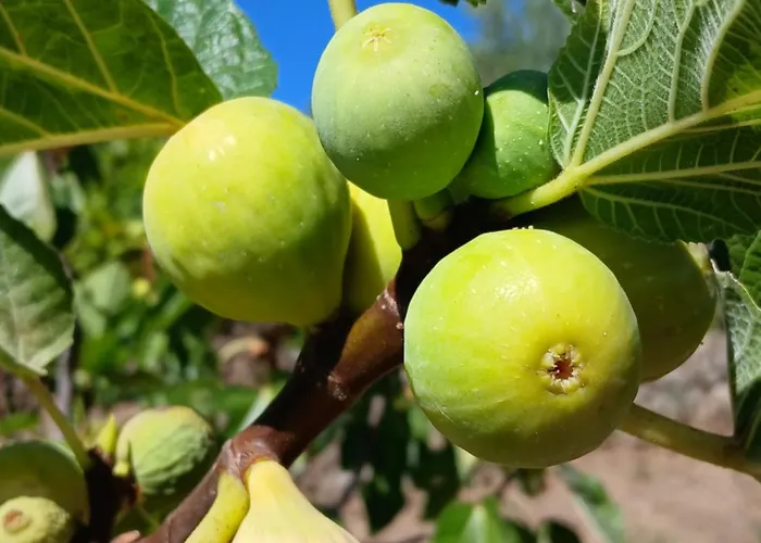 Bellavista De Gredos Holiday home *