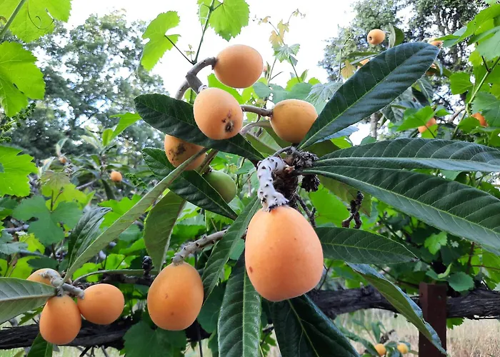 Bellavista De Gredos